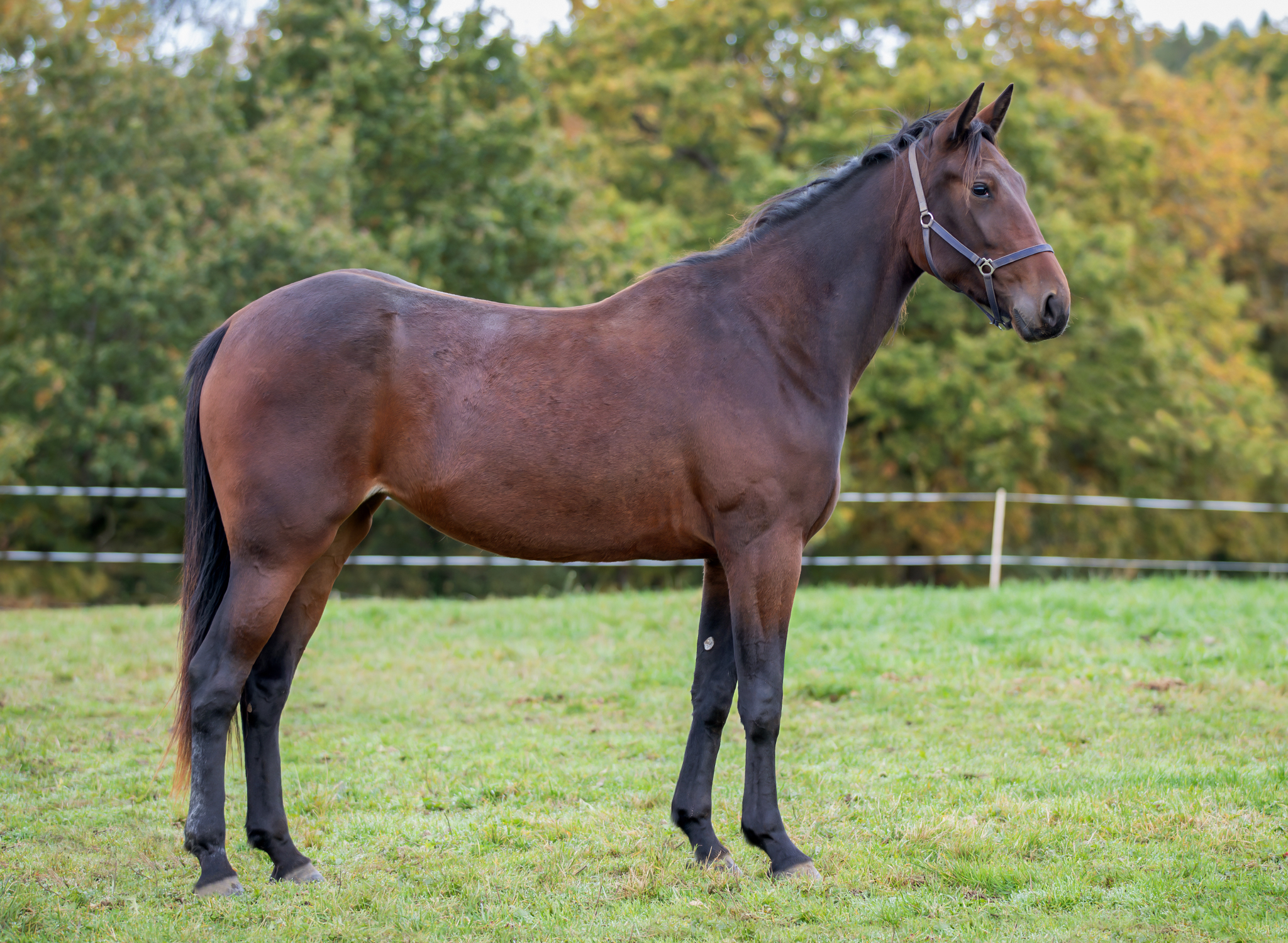 Mitsuri Kanroji 2025