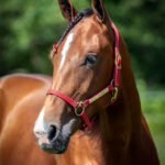 Nearco juli 2024