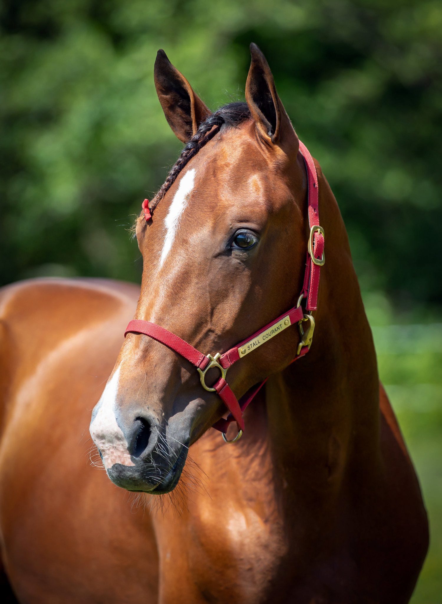 Nearco juli 2024