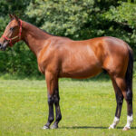 Nearco juli 2024