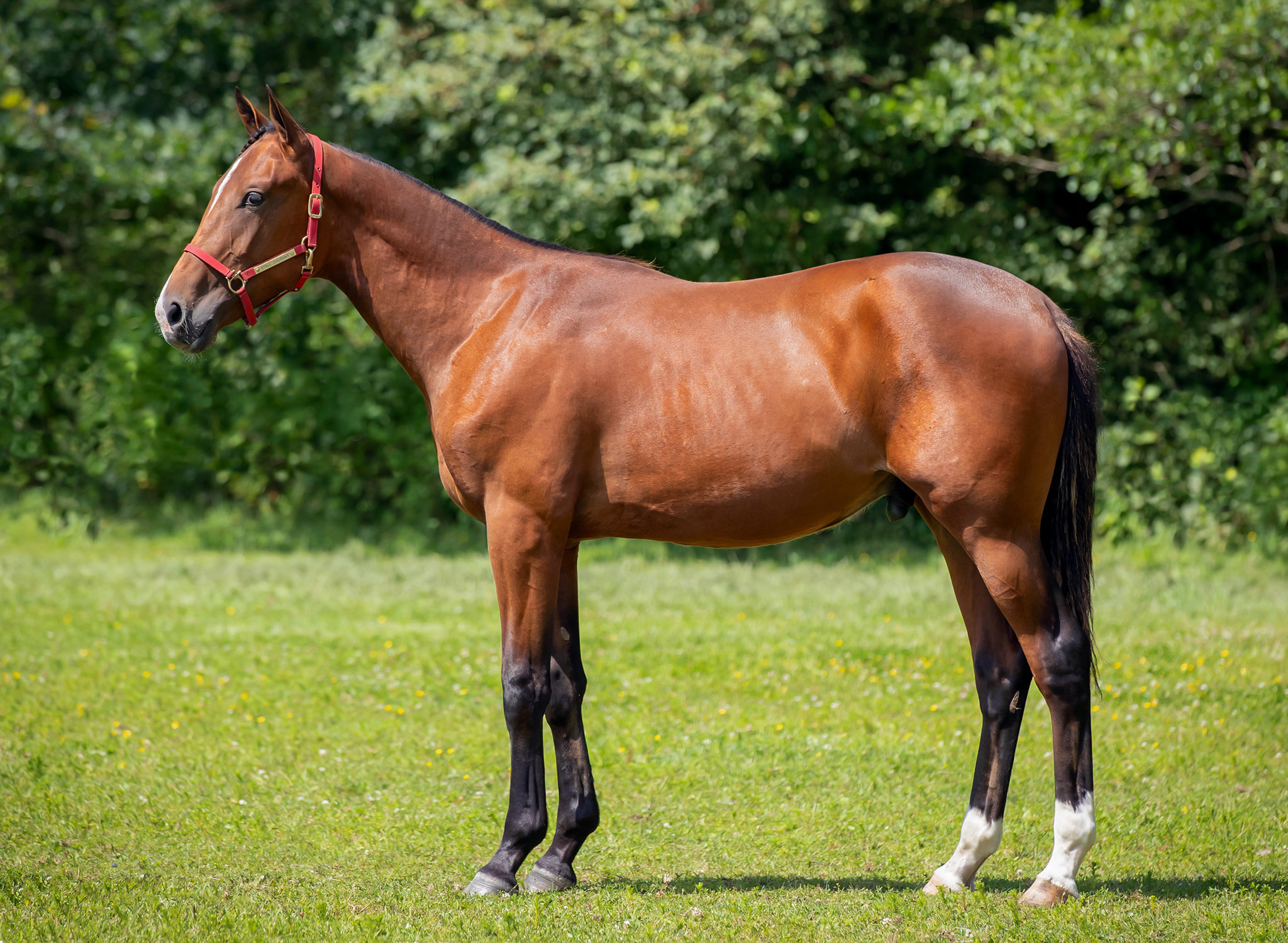 Nearco juli 2024