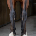 Nearco juli 2024