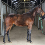 Oaklawn feb 2025