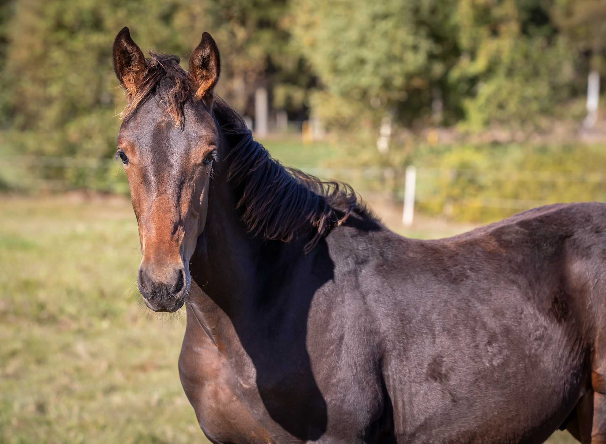 Octagonal 2024 e Cruzado Dela Noche u Twist in the Tail