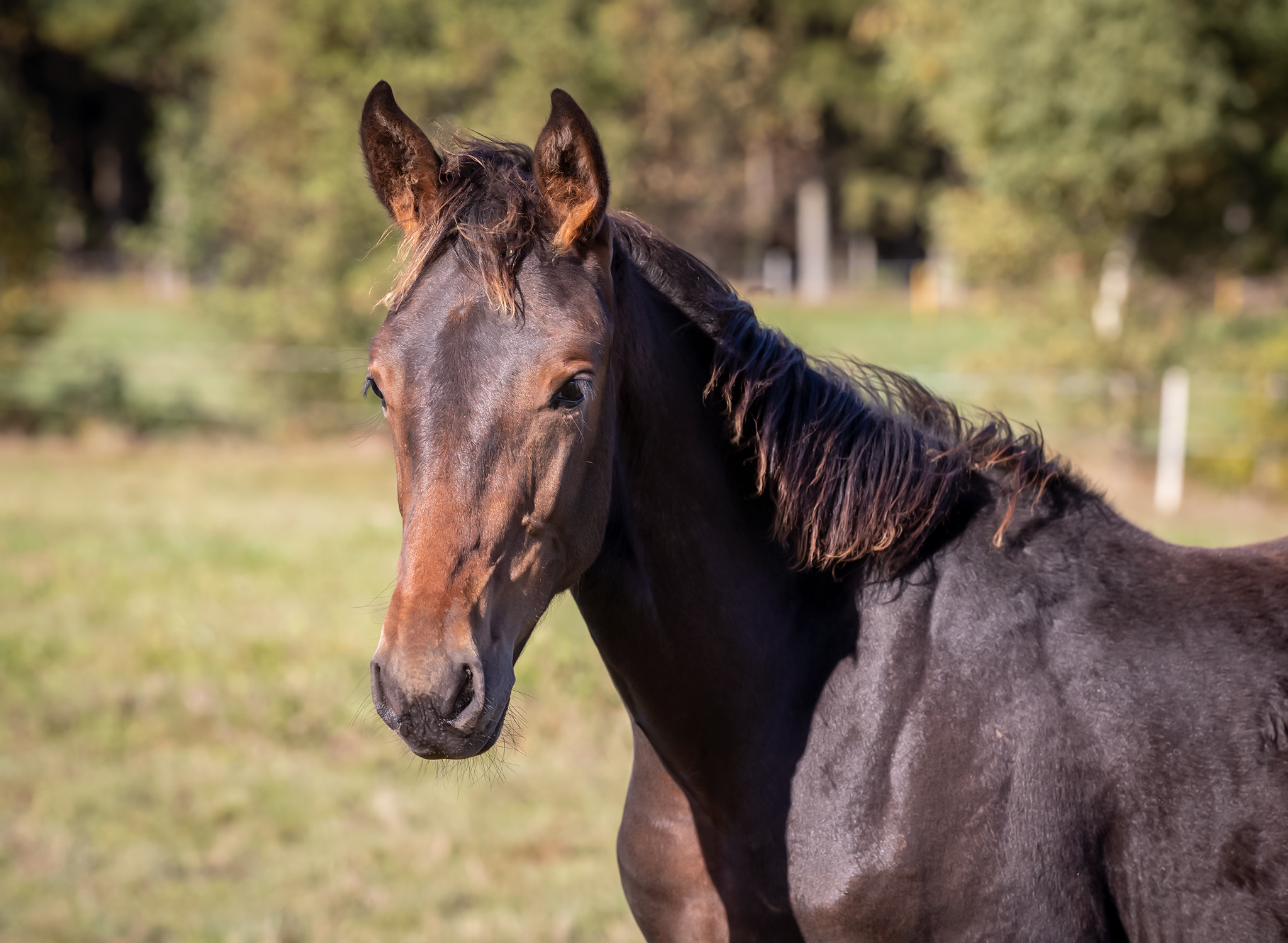 Octagonal 2024 e Cruzado Dela Noche u Twist in the Tail