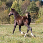 Opium 24 e Nuncio u Hypnotic Am