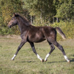Opium 24 e Nuncio u Hypnotic Am