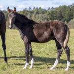 Opium 24 e Nuncio u Hypnotic Am