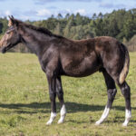 Opium 24 e Nuncio u Hypnotic Am