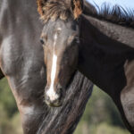 Opium 24 e Nuncio u Hypnotic Am