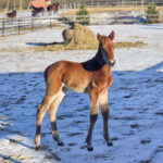 P01 Föl 250214 hingst Tamla Celeber