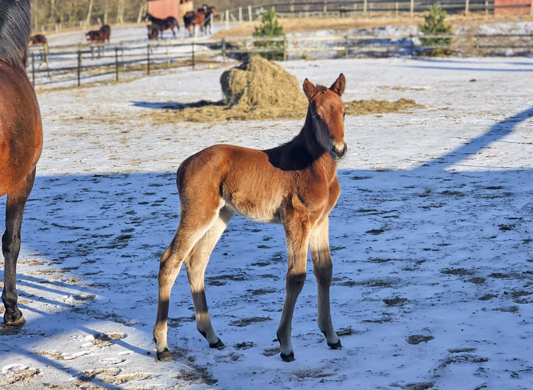 P01 Föl 250214 hingst Tamla Celeber