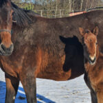 P01 Föl 250214 hingst Tamla Celeber