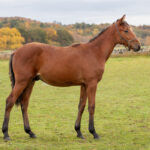 Föl u. Tamla Celeber 2025 Perfect Valentine