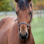 Föl u. Tamla Celeber 2025 Perfect Valentine