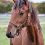 Föl u. Tamla Celeber 2025 Perfect Valentine