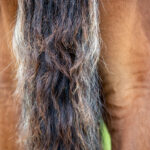 Föl u. Tamla Celeber 2025 Perfect Valentine