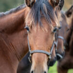 Föl u. Tamla Celeber 2025 Perfect Valentine