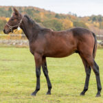 Föl u. Deborah S.H. 2025