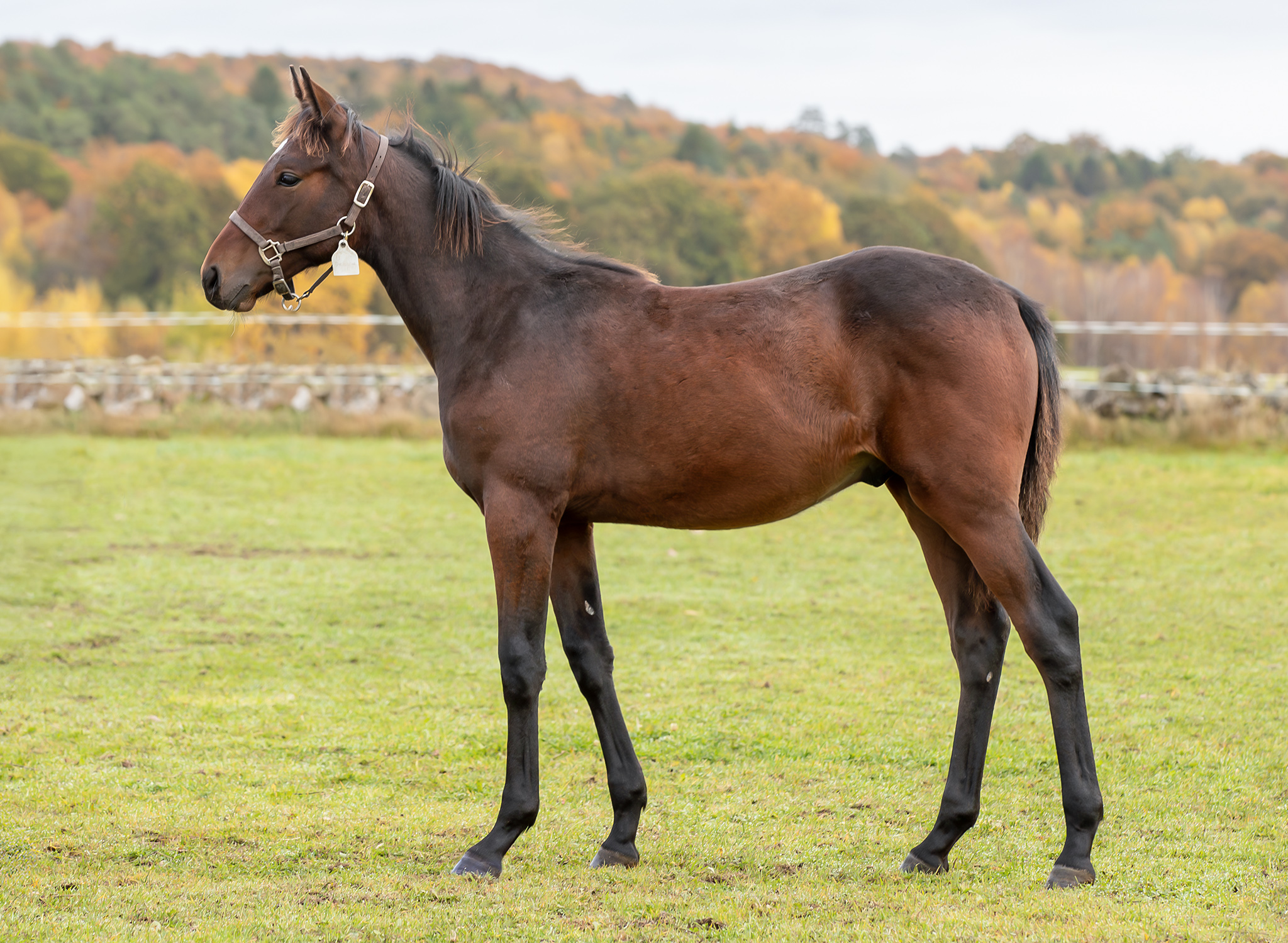 Föl u. Deborah S.H. 2025