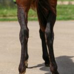 Pumi (Karma Dolce 2025)