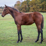 Föl u. Eddiction 2025