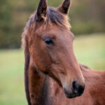 Föl u. Eddiction 2025