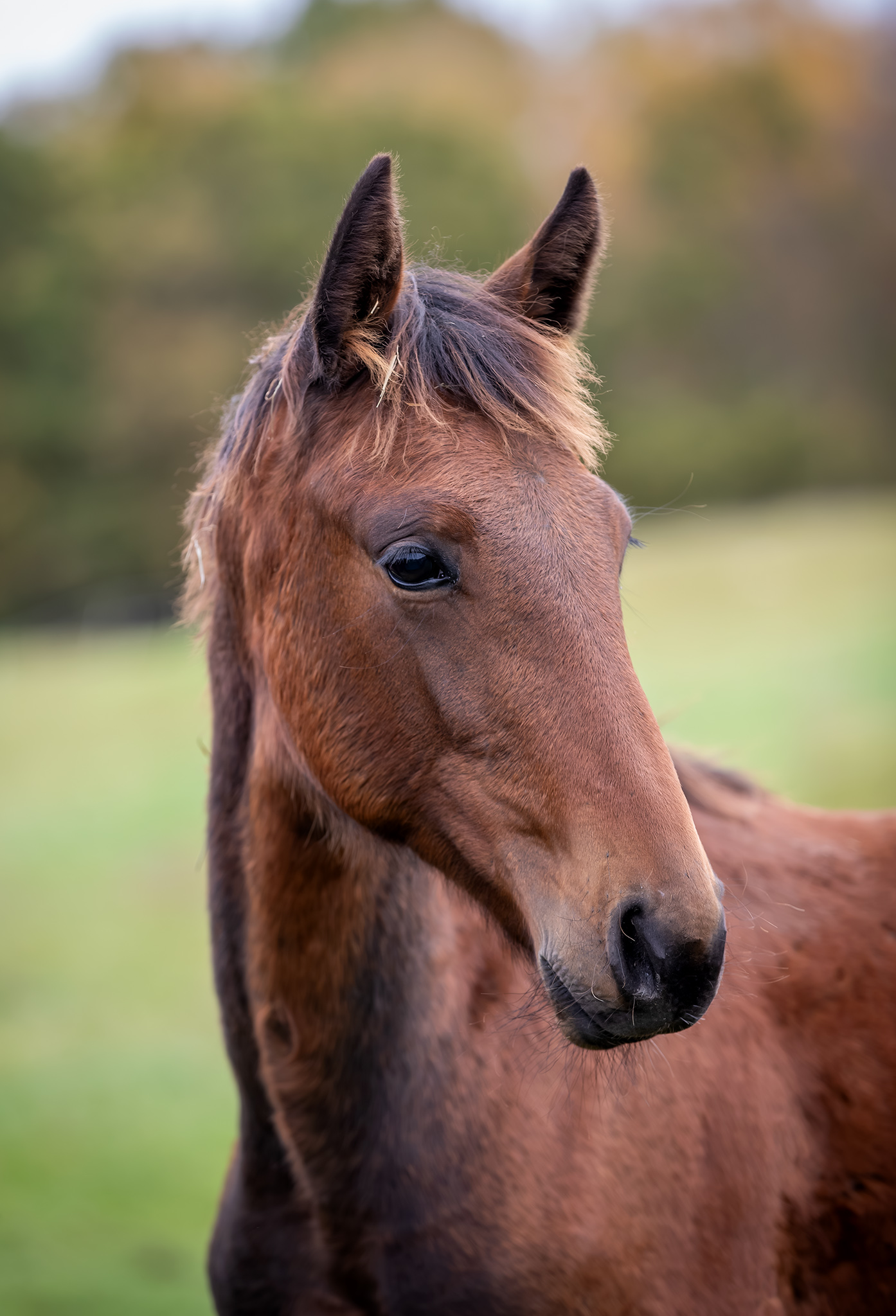 Föl u. Eddiction 2025