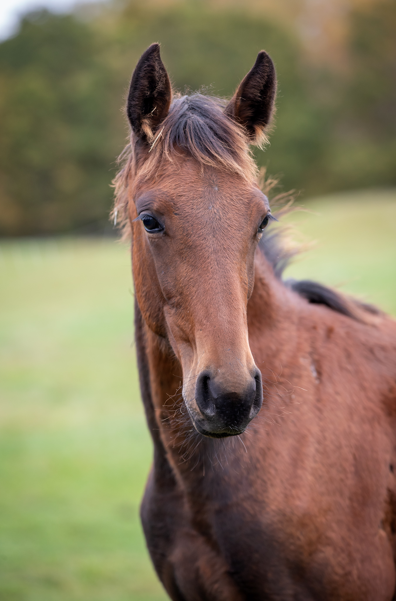 Föl u. Eddiction 2025