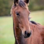 Föl u. Eddiction 2025