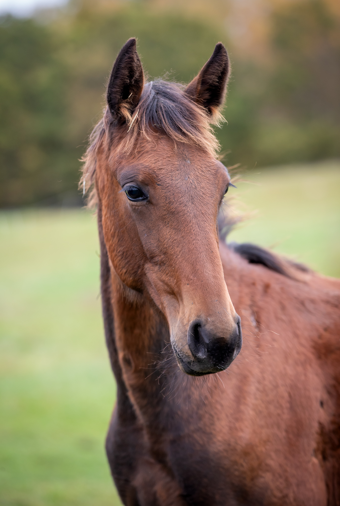 Föl u. Eddiction 2025