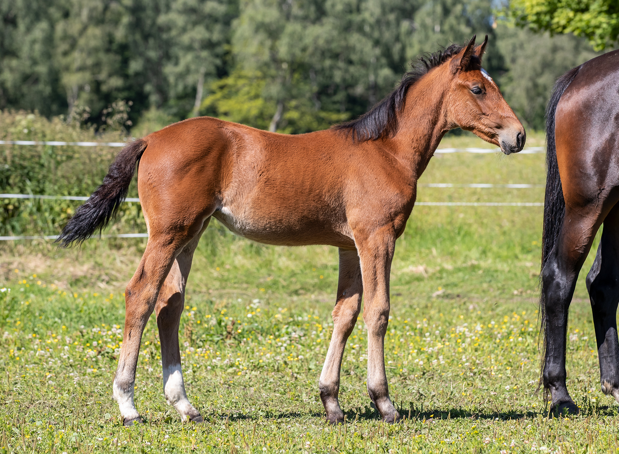 Föl u Heaven Am 2025