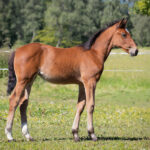 Föl u Heaven Am 2025