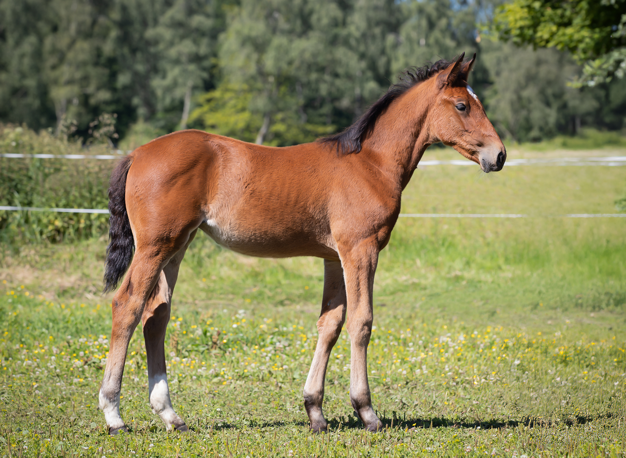 Föl u Heaven Am 2025