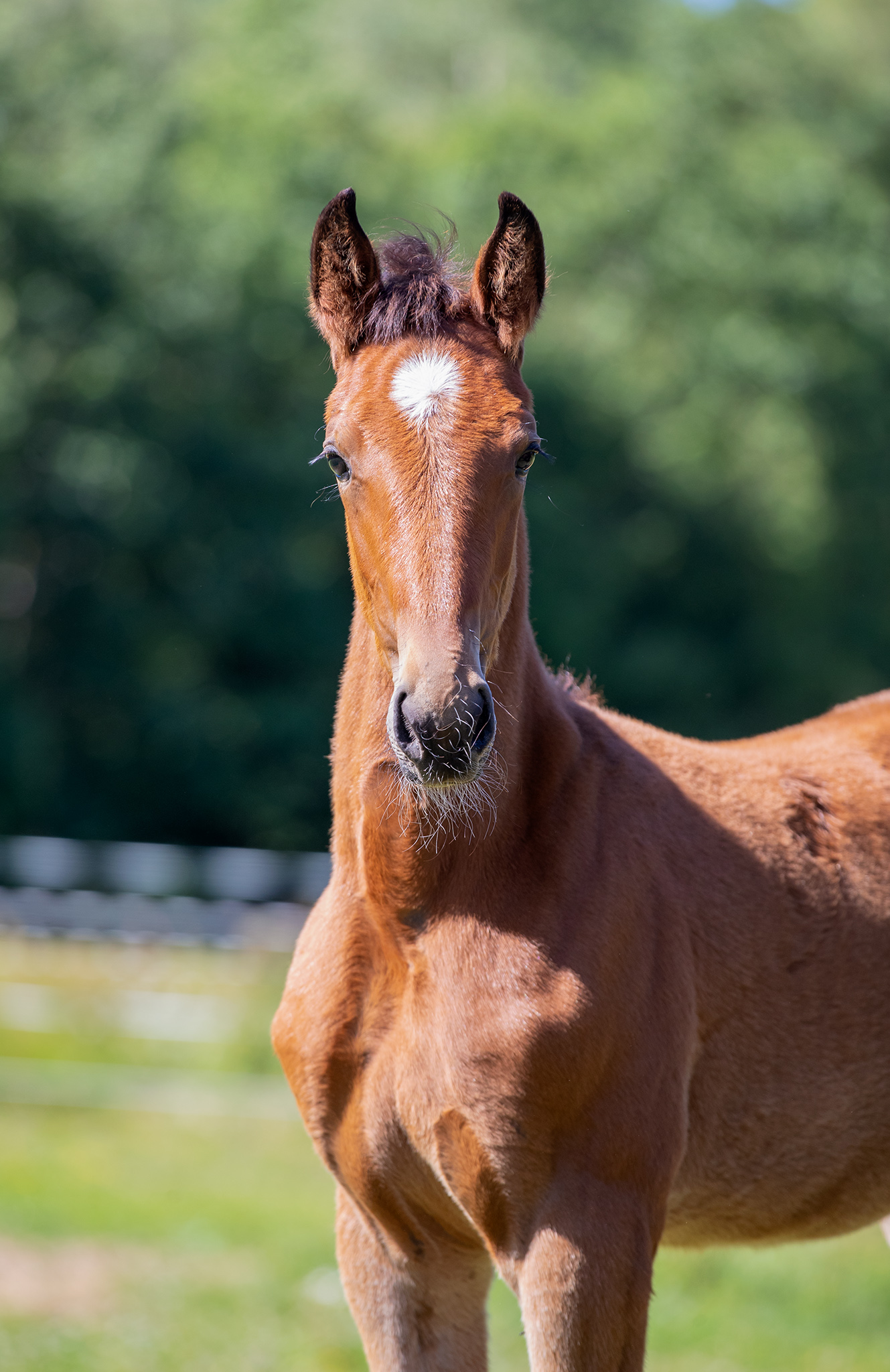Föl u Heaven Am 2025