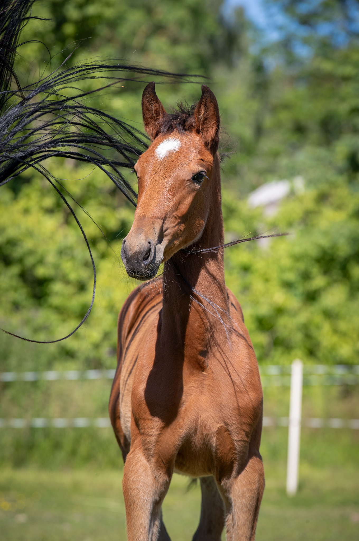 Föl u Heaven Am 2025