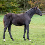 Föl u. Hilarious Am 2025