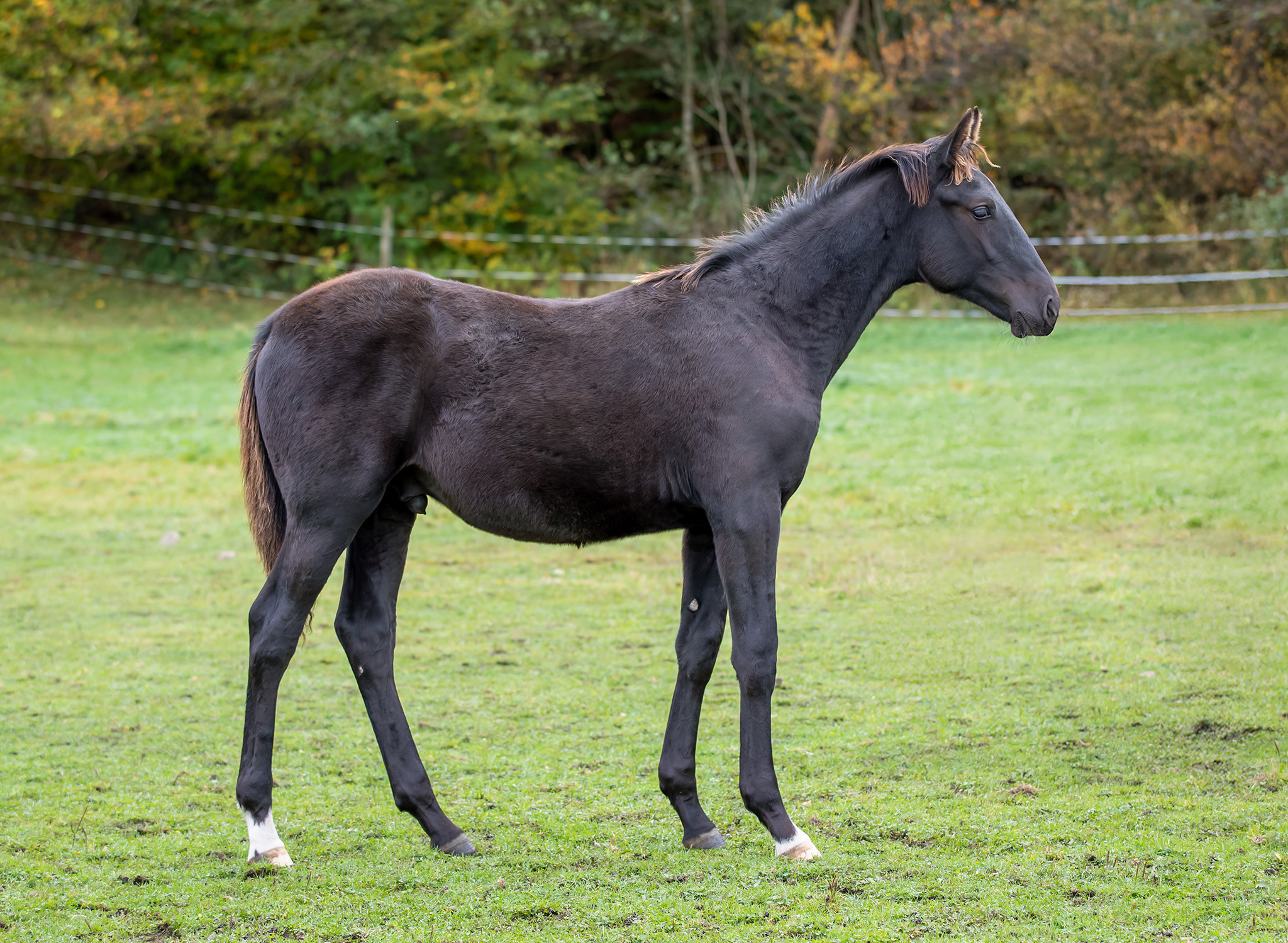 Föl u. Hilarious Am 2025