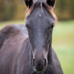 Föl u. Hilarious Am 2025