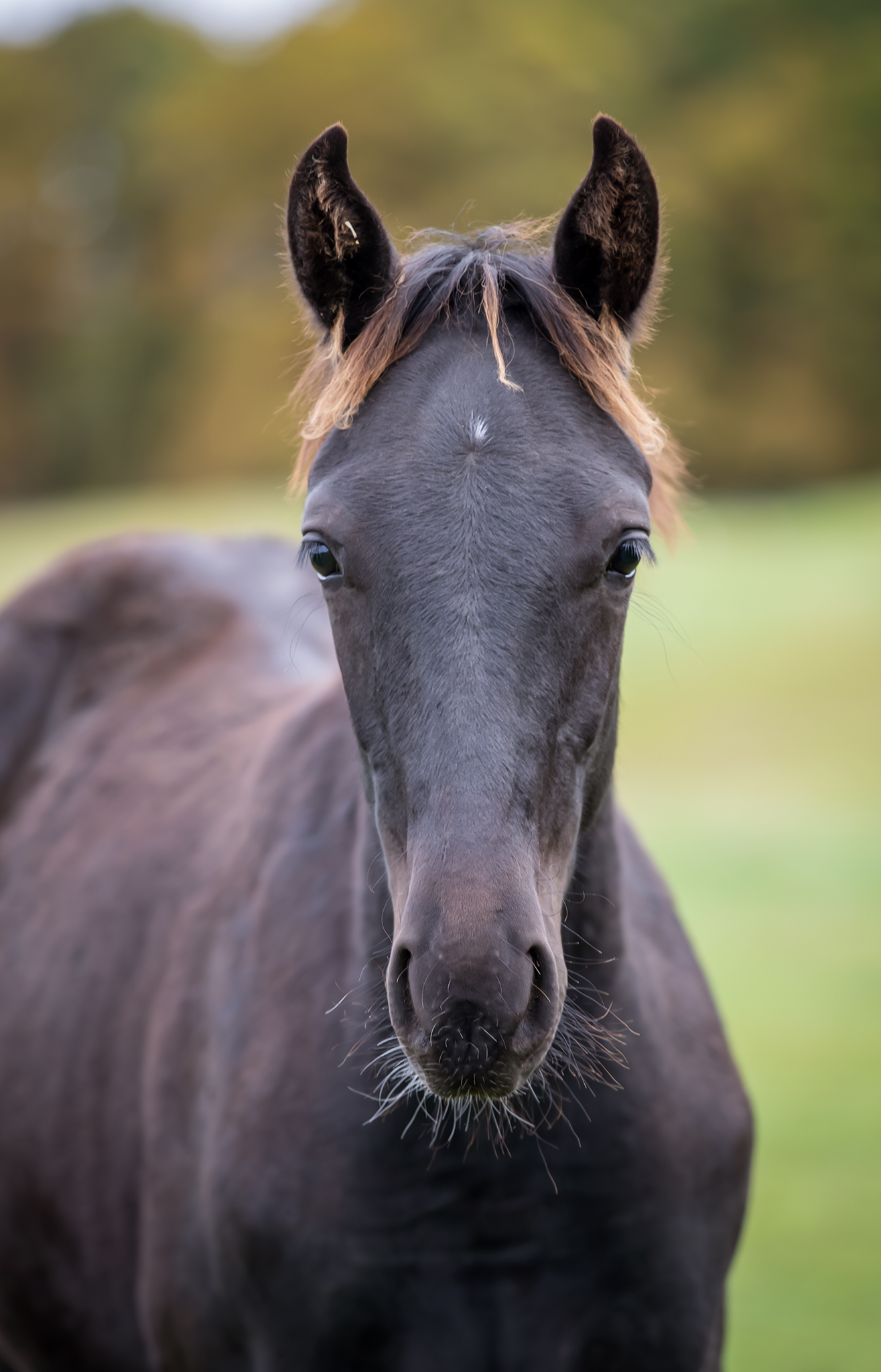 Föl u. Hilarious Am 2025