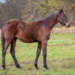 Föl u Javeline 2025