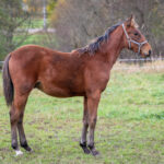 Föl u. Jewilla 2025