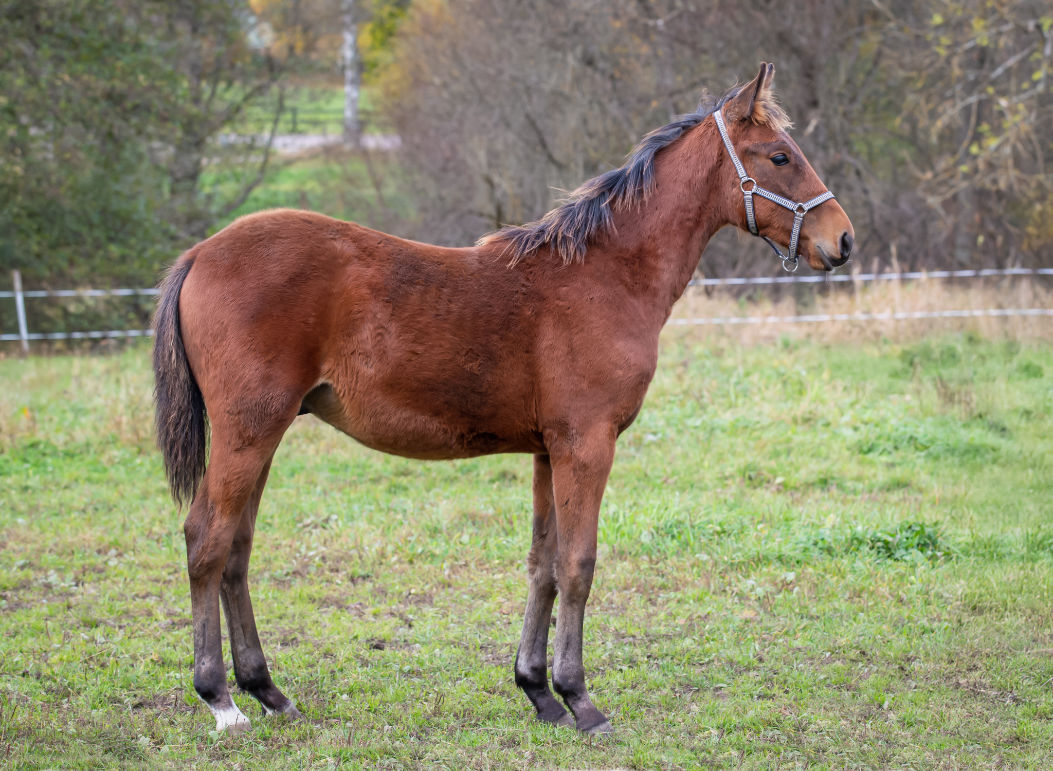 Föl u. Jewilla 2025