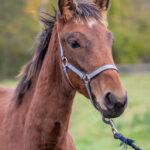 Föl u. Jewilla 2025