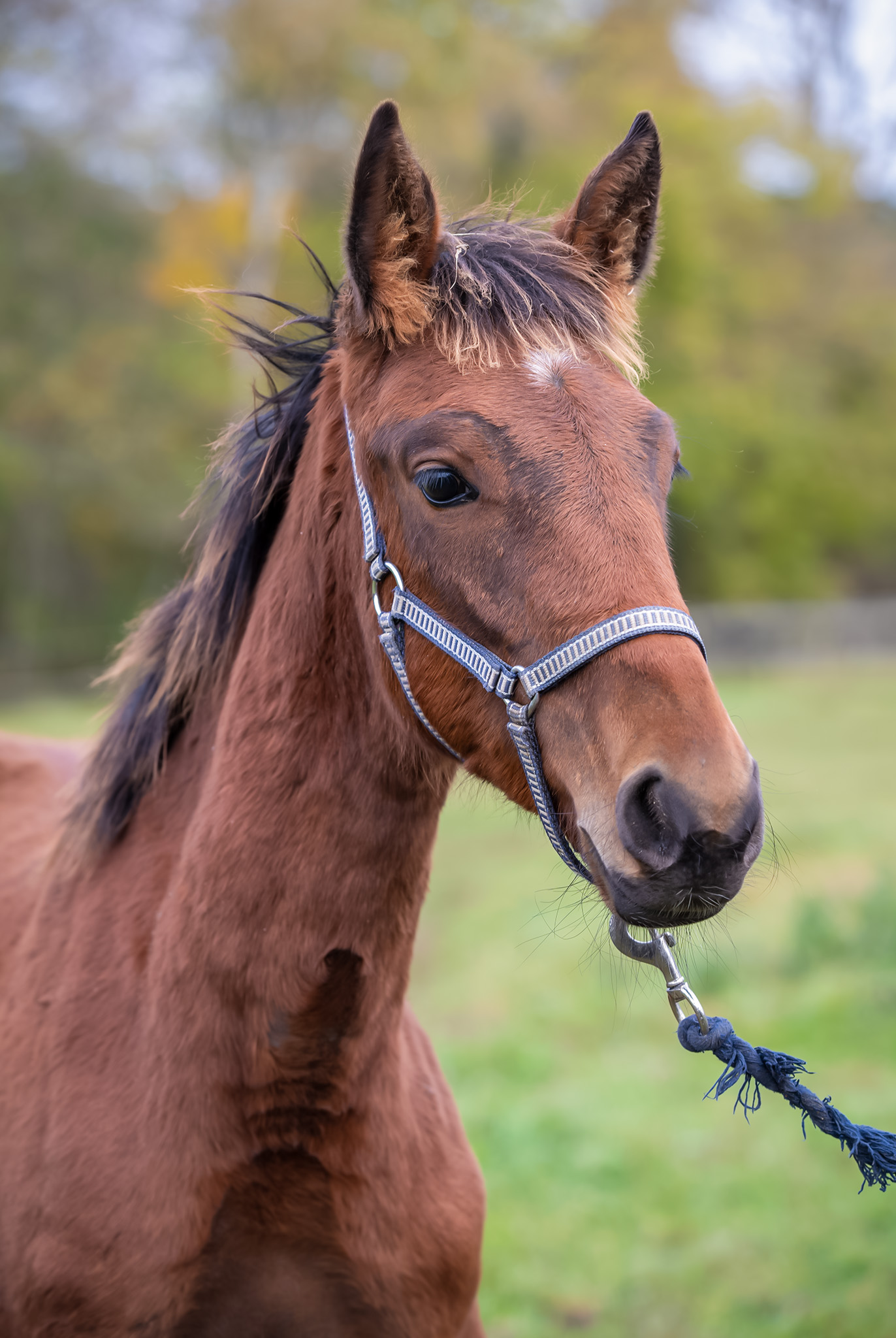 Föl u. Jewilla 2025