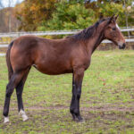 Föl u Pandora Face 2025