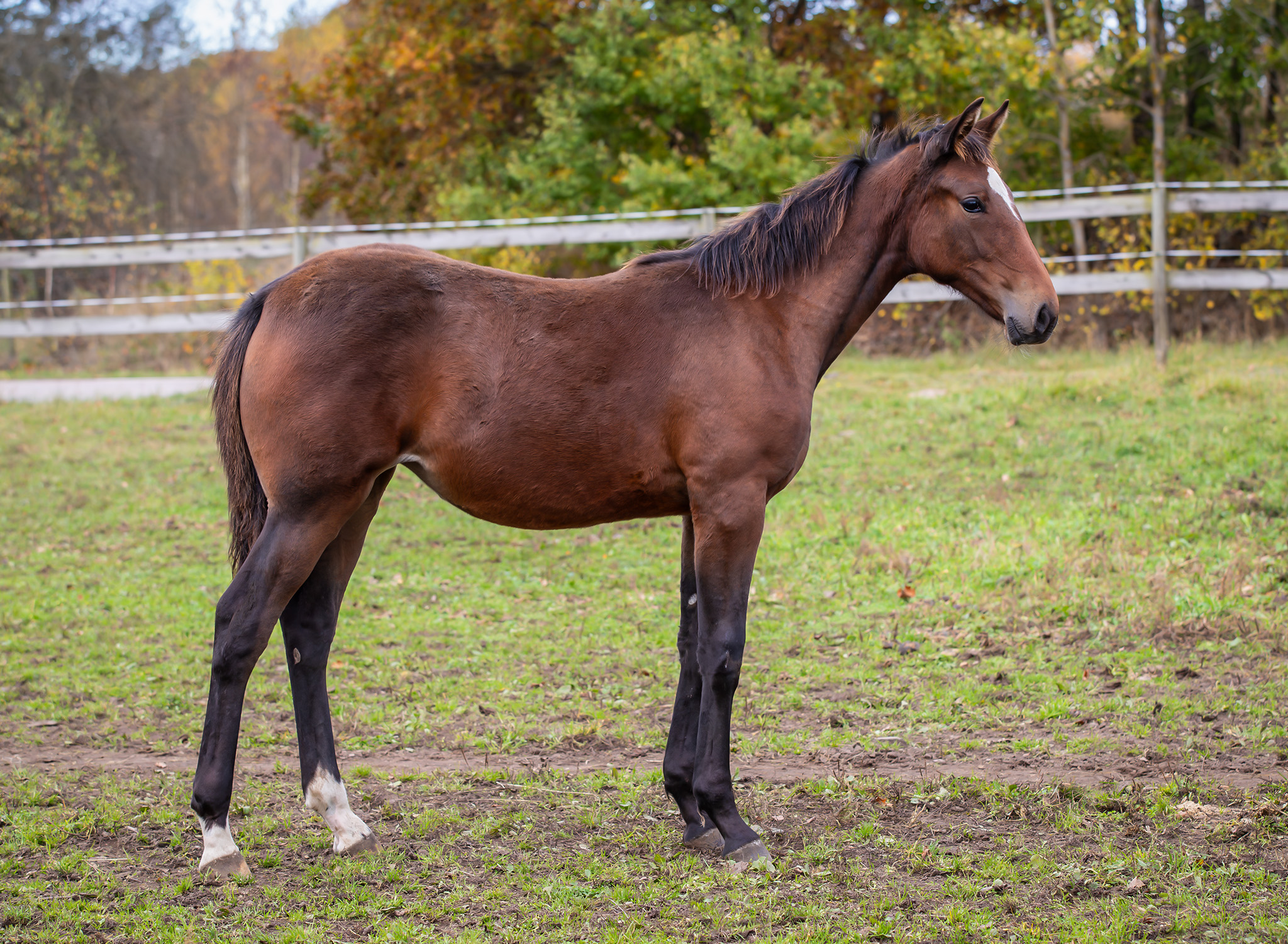 Föl u Pandora Face 2025