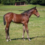 Föl u Houston Am 2025