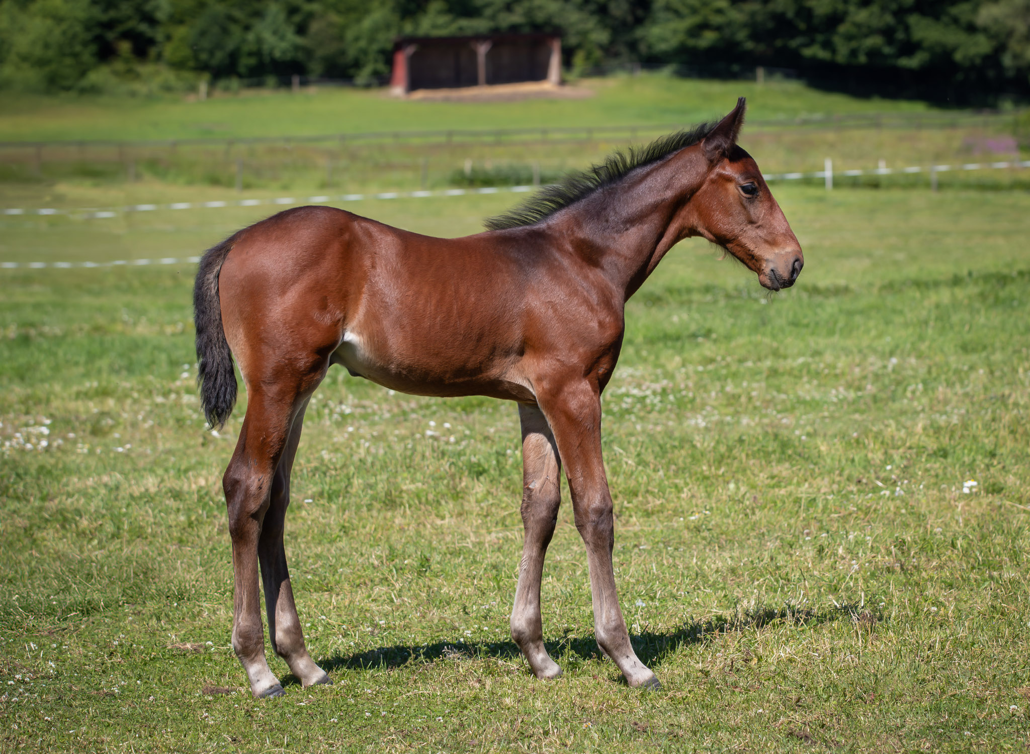 Föl u Houston Am 2025