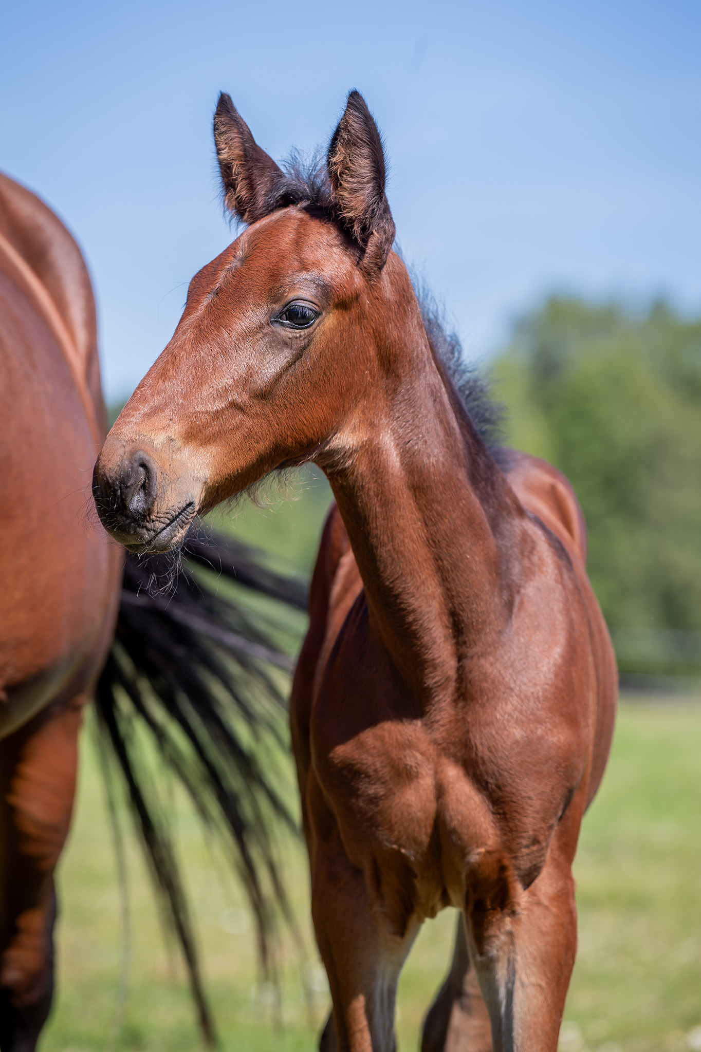Föl u Houston Am 2025